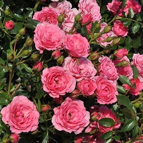 Růžová - Stromková růže s drobnými květy - stromková růže s kompaktním tvarem koruny